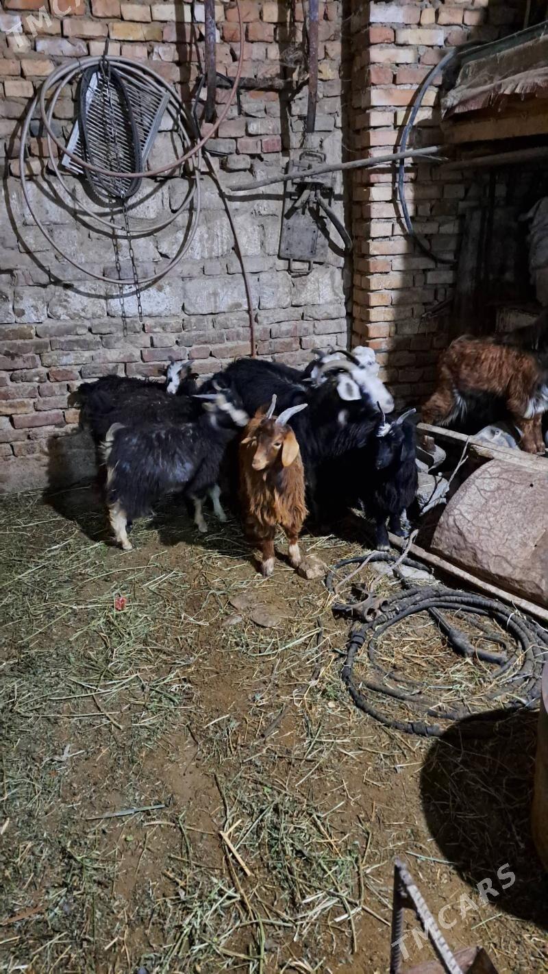 çewiš - Гызыларбат - img 4