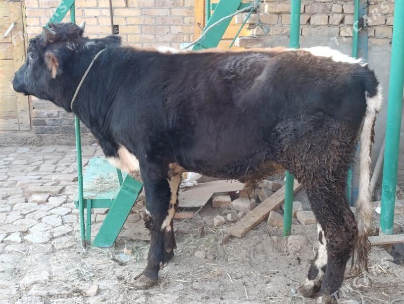 OKUZLER - Türkmenabat - img 7