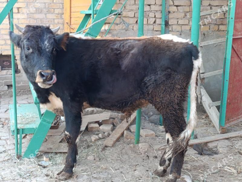 OKUZLER - Türkmenabat - img 8