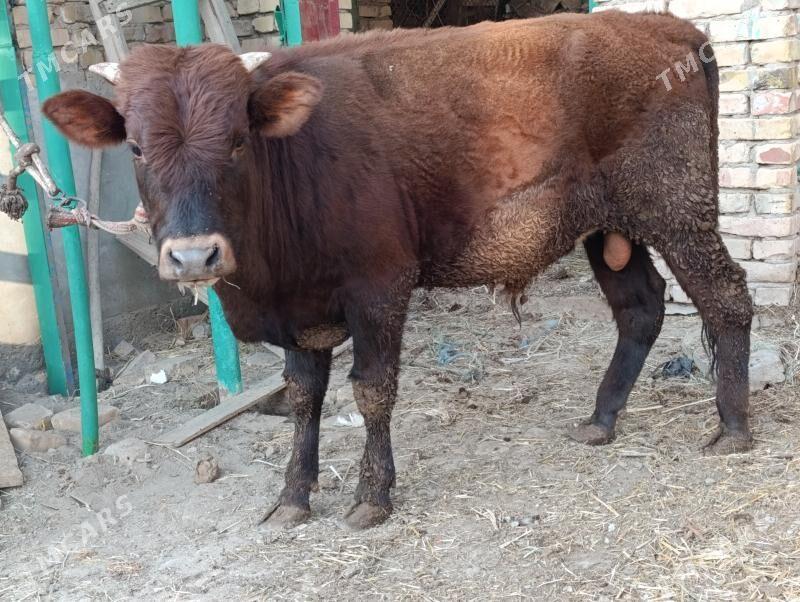 OKUZLER - Türkmenabat - img 10