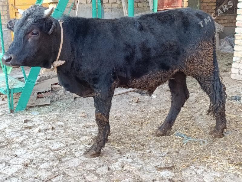 OKUZLER - Türkmenabat - img 4