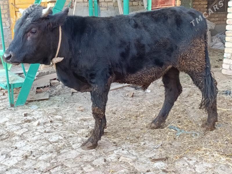 OKUZLER - Türkmenabat - img 6