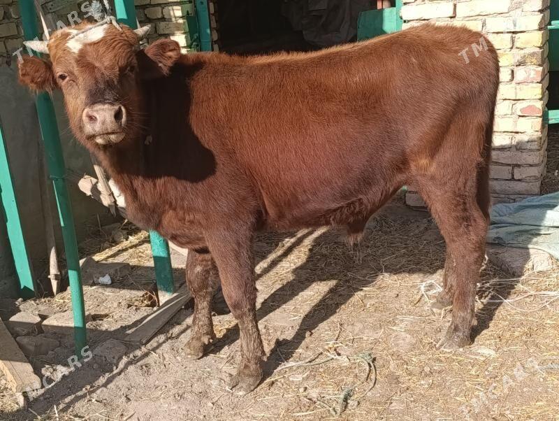 OKUZLER - Türkmenabat - img 3