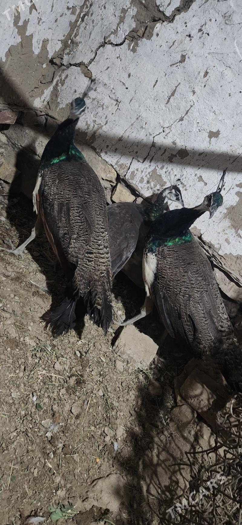 tawus gus - Сакарчага - img 3