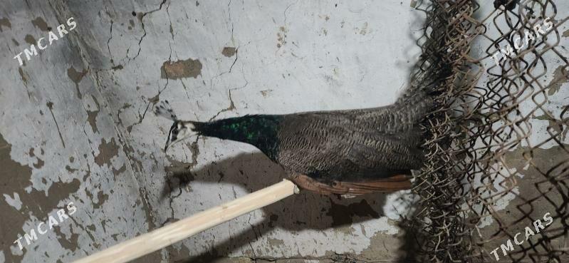 tawus gus - Сакарчага - img 4