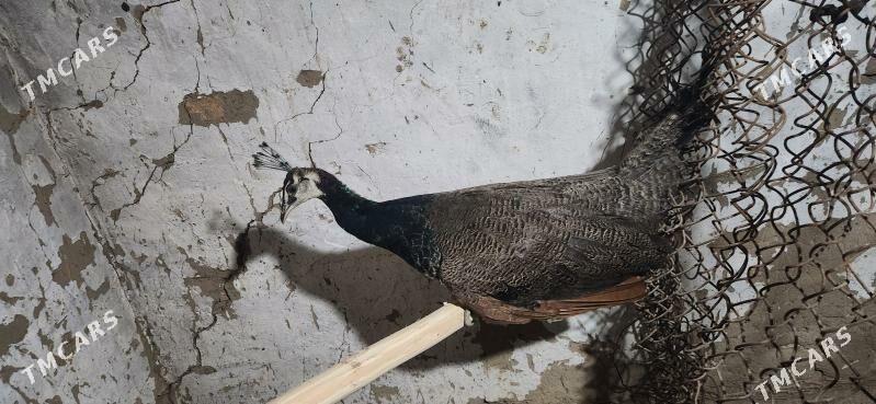 tawus gus - Сакарчага - img 5