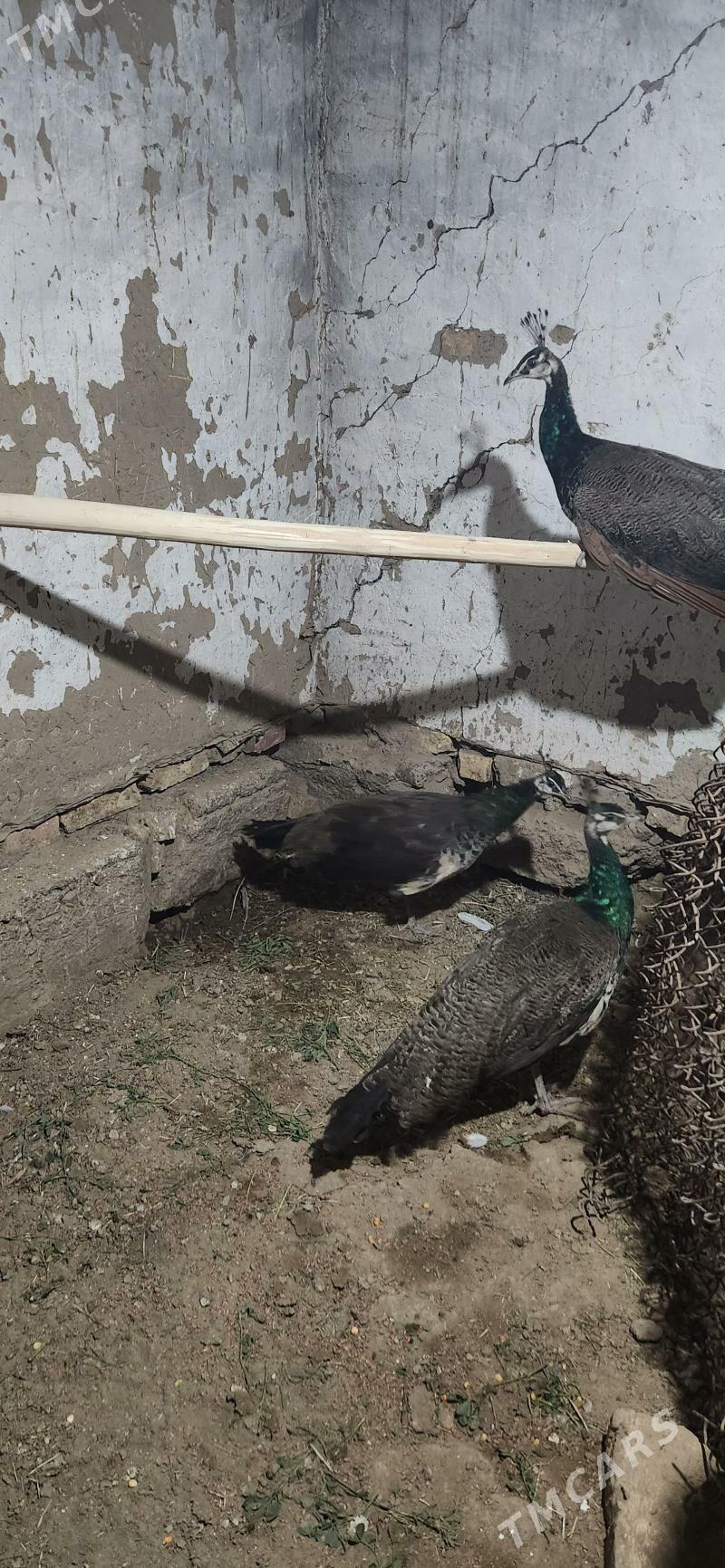 tawus gus - Сакарчага - img 6