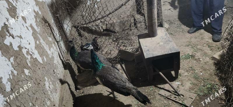 tawus gus - Сакарчага - img 2