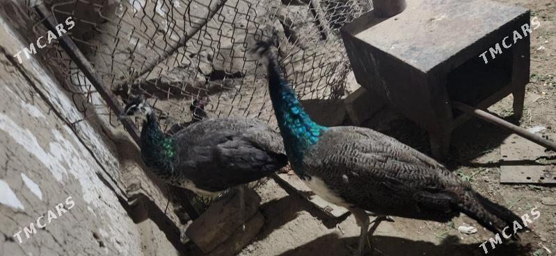 tawus gus - Сакарчага - img 1