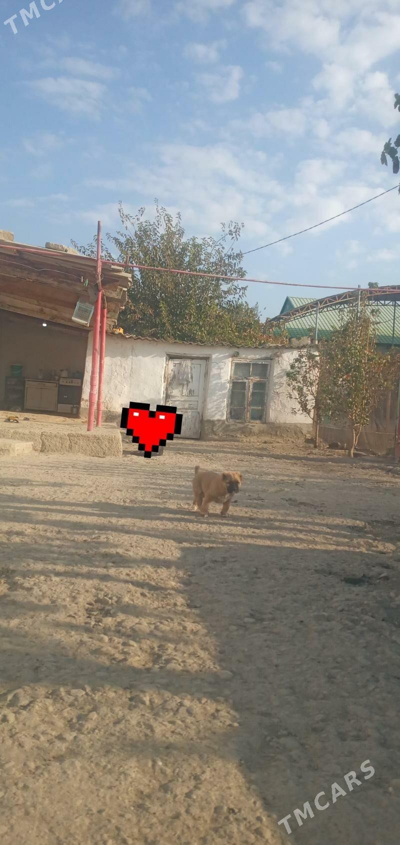 alabaý gujik - Махтумкули - img 2