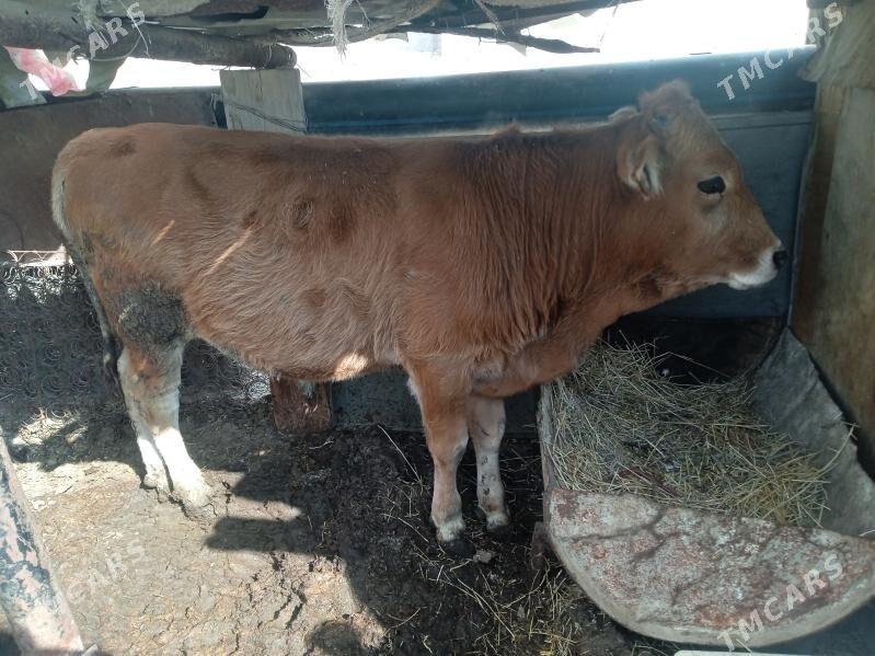 Ököz - Туркменбаши - img 2