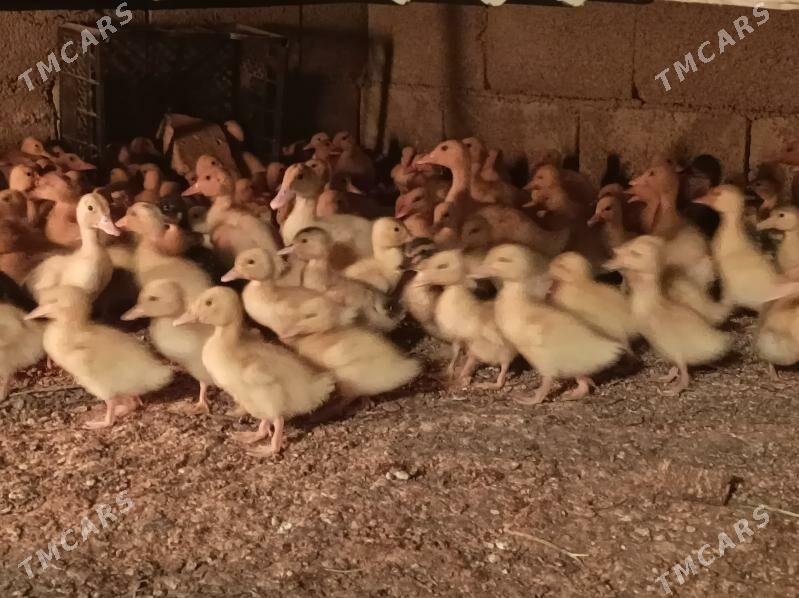 gak gak jujeleri - Анев - img 2