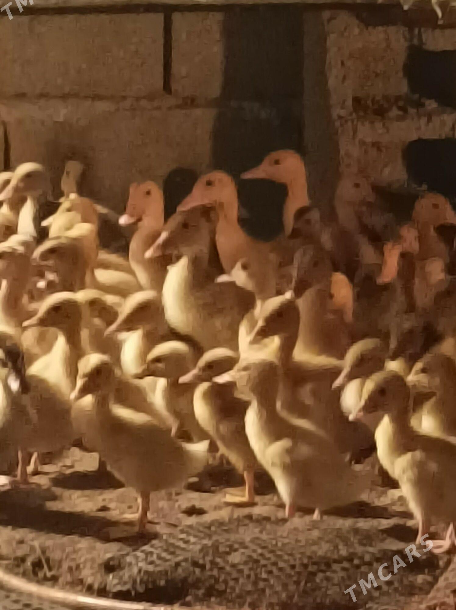 gak gak jujeleri - Анев - img 1