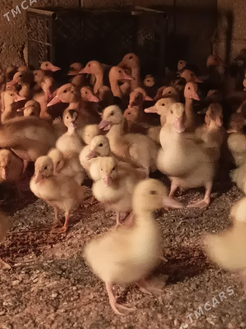 gak gak jujeleri - Анев - img 4