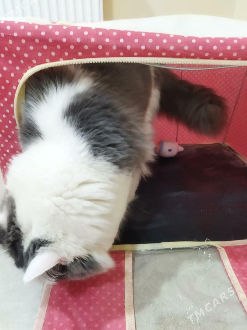 pisik кошка - Туркменбаши - img 3