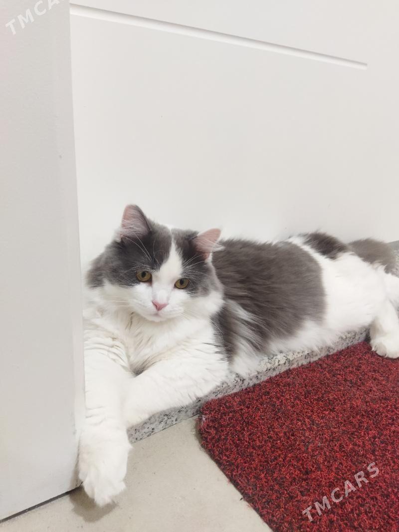 pisik кошка - Туркменбаши - img 2