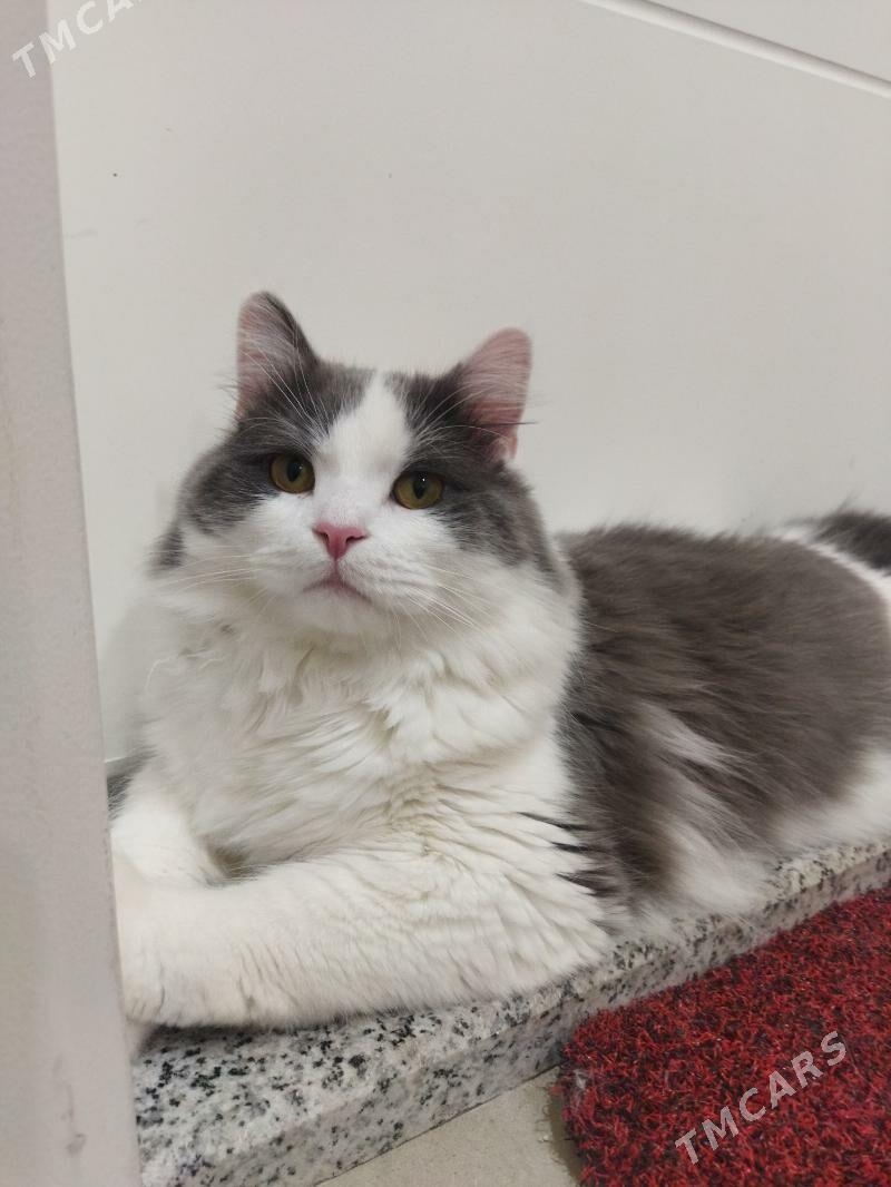 pisik кошка - Türkmenbaşy - img 1