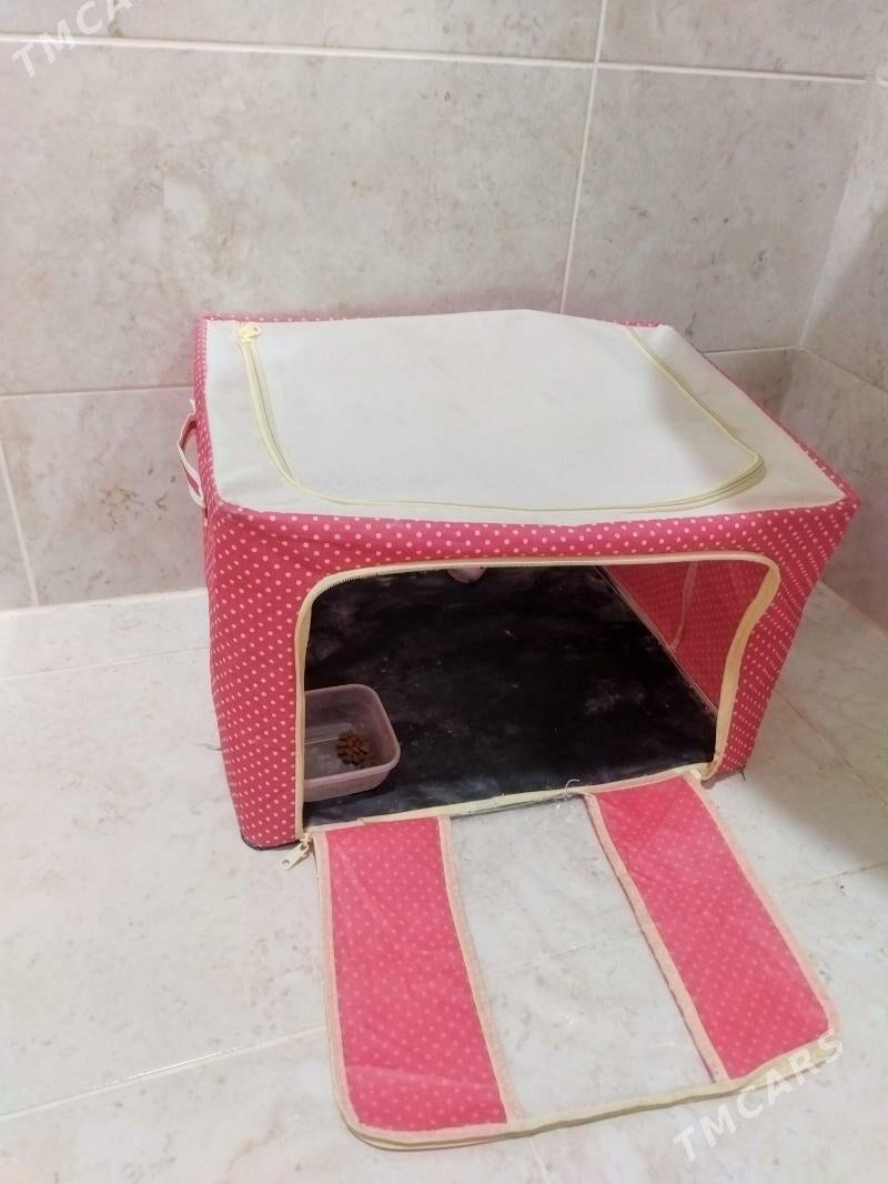 pisik кошка - Туркменбаши - img 4