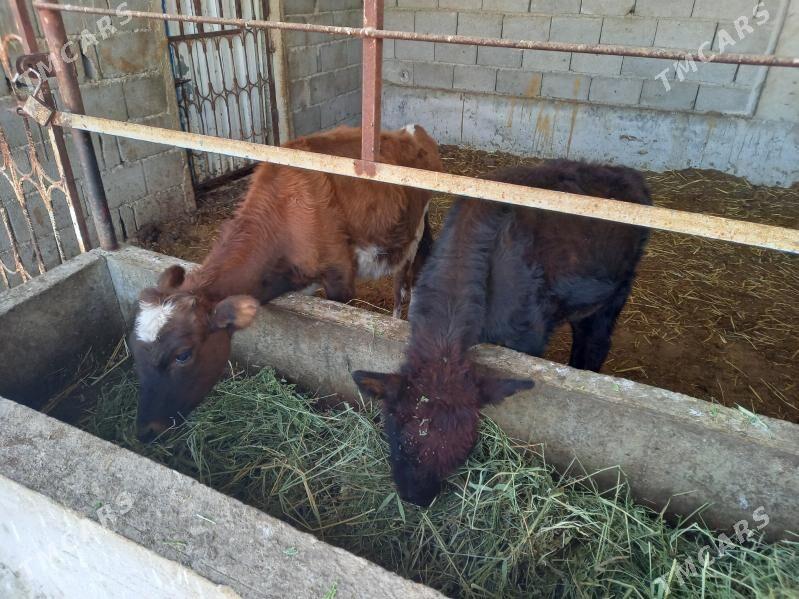 okuz - Gökdepe - img 1