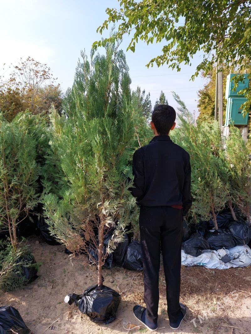 Tuya - Бекреве - img 2