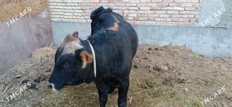 öküz - Бахарден - img 5