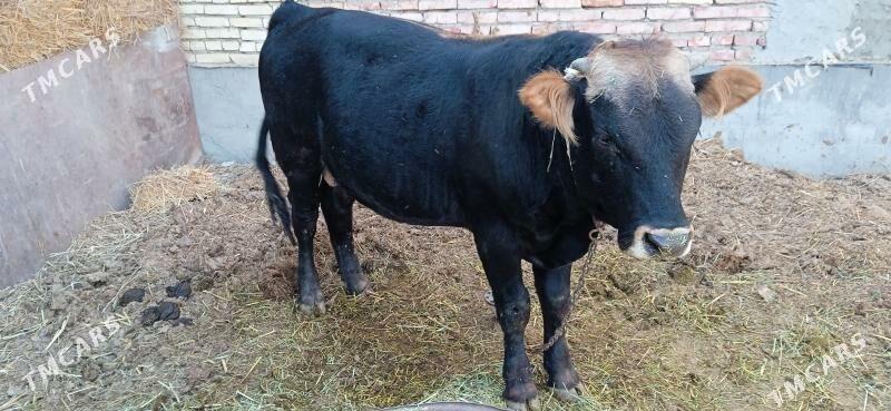 öküz - Бахарден - img 3