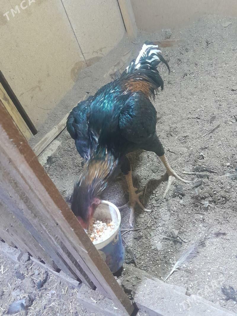 Хораз жуже - Туркменабат - img 2