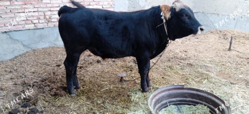 öküz - Бахарден - img 2