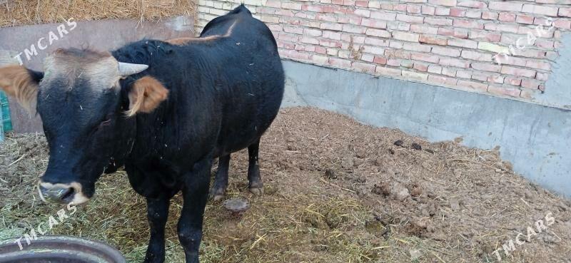 öküz - Бахарден - img 4