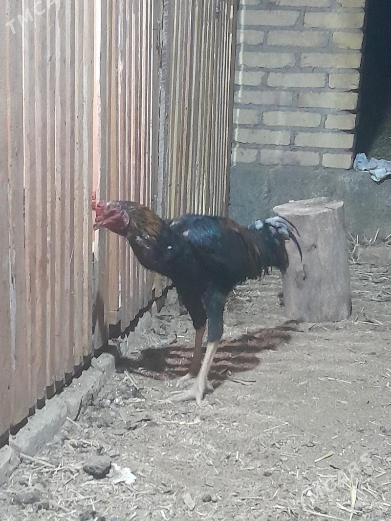 Хораз жуже - Туркменабат - img 3