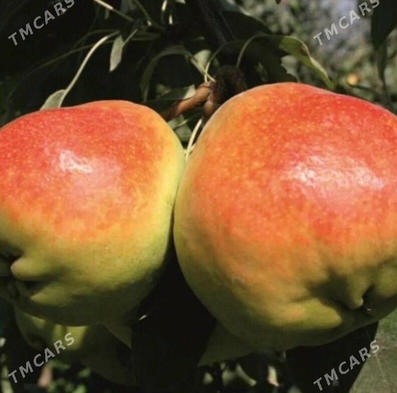 Armyt nahaly - Аркадаг - img 4