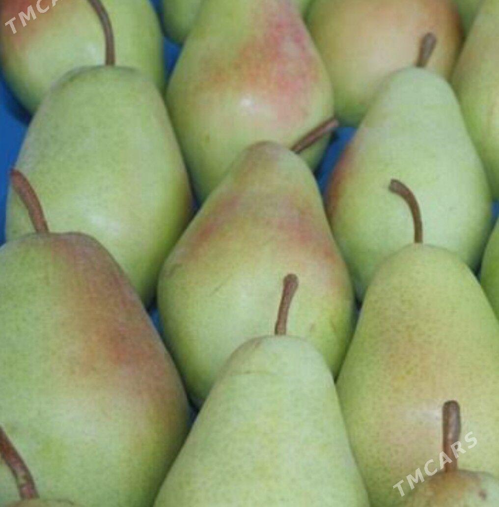 Armyt nahaly - Аркадаг - img 2