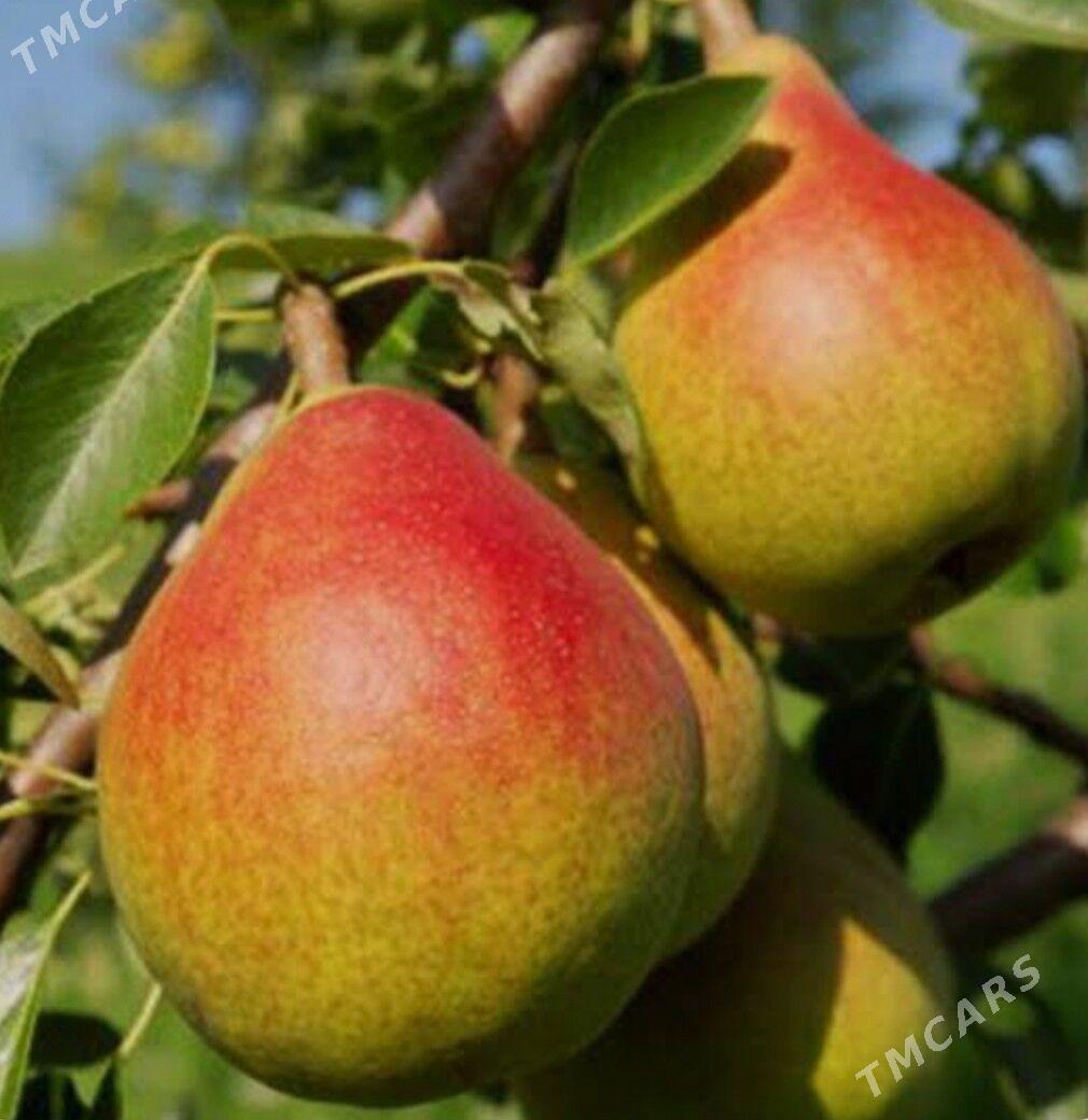 Armyt nahaly - Аркадаг - img 3