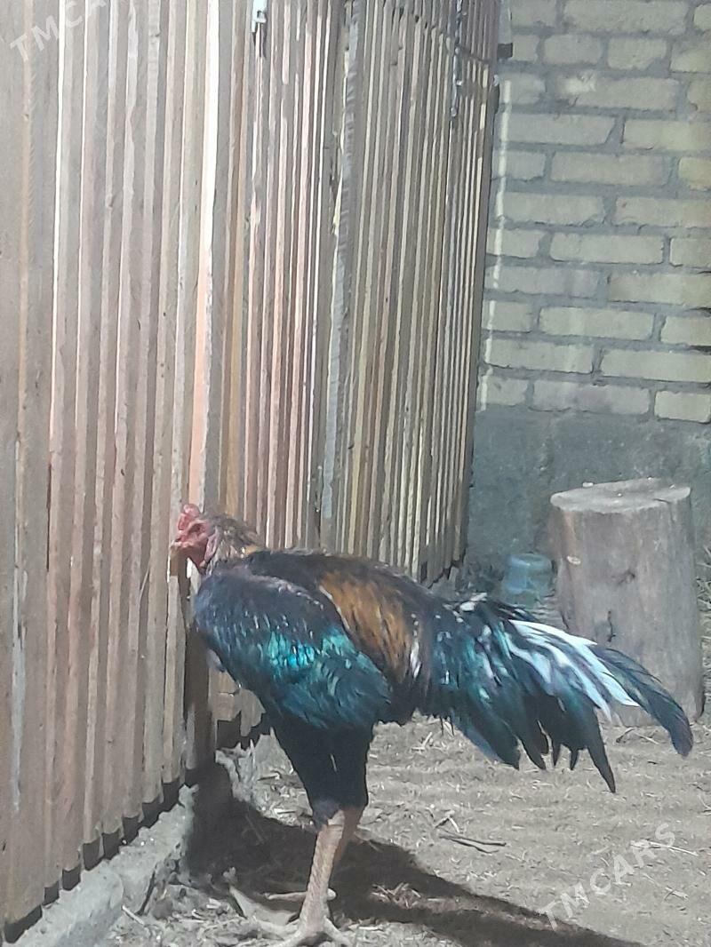 Хораз жуже - Туркменабат - img 5