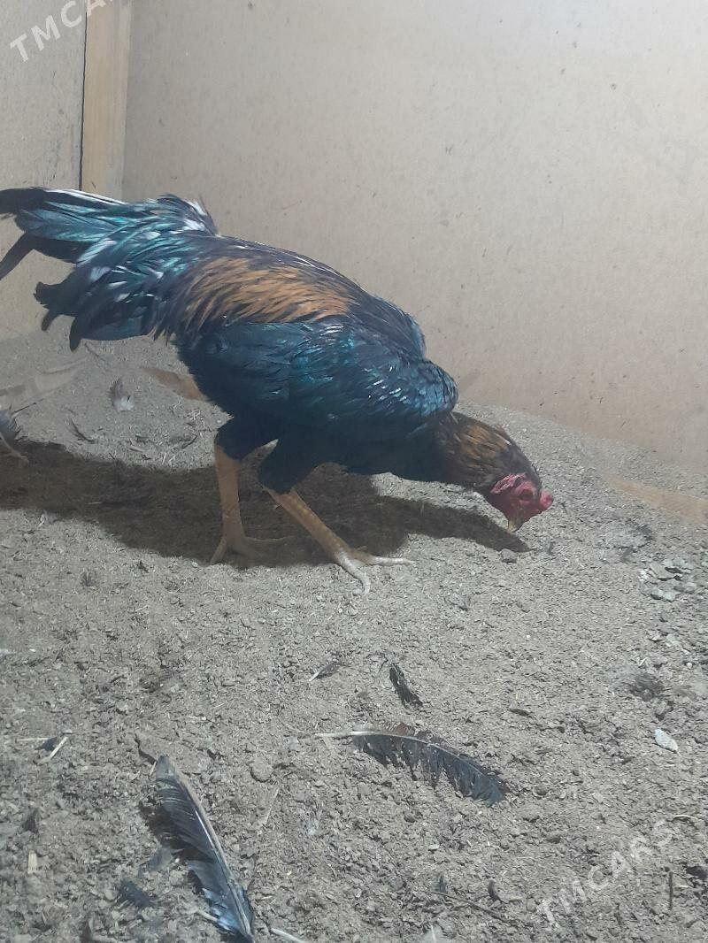 Хораз жуже - Туркменабат - img 4