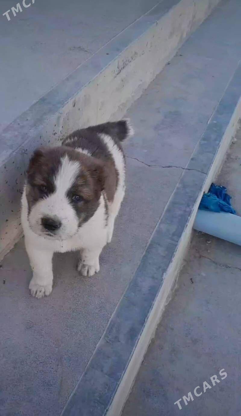 Alabaý - Murgap - img 2