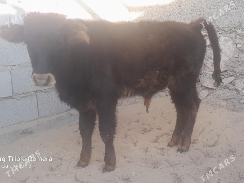 okuz - Balkanabat - img 1