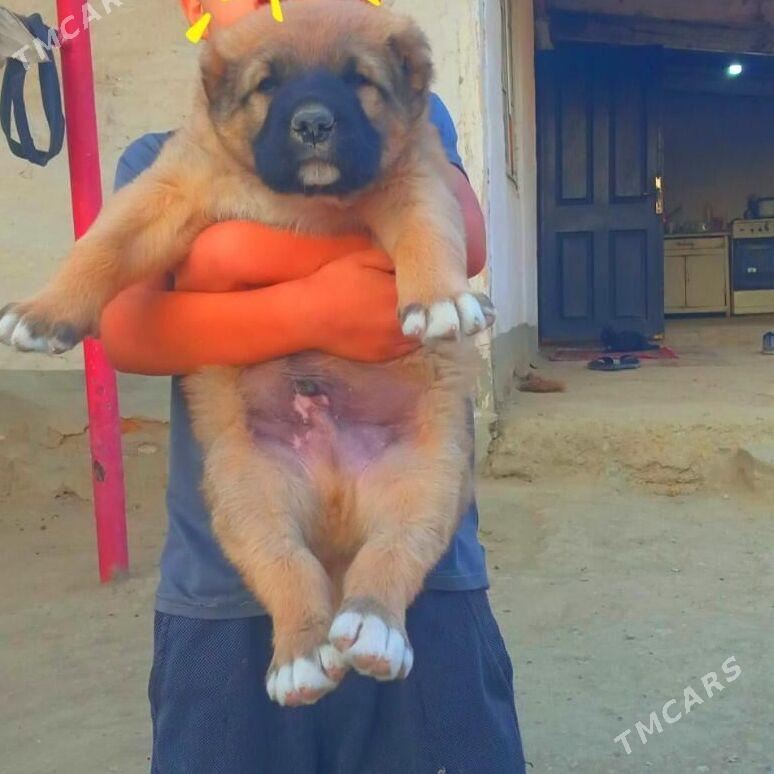 alabaý gujik - Magtymguly - img 1