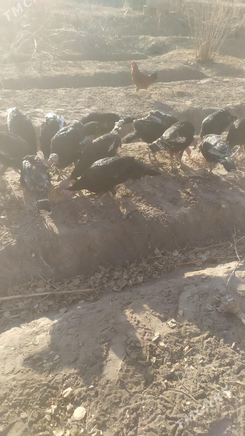 ündük - Губадаг - img 2