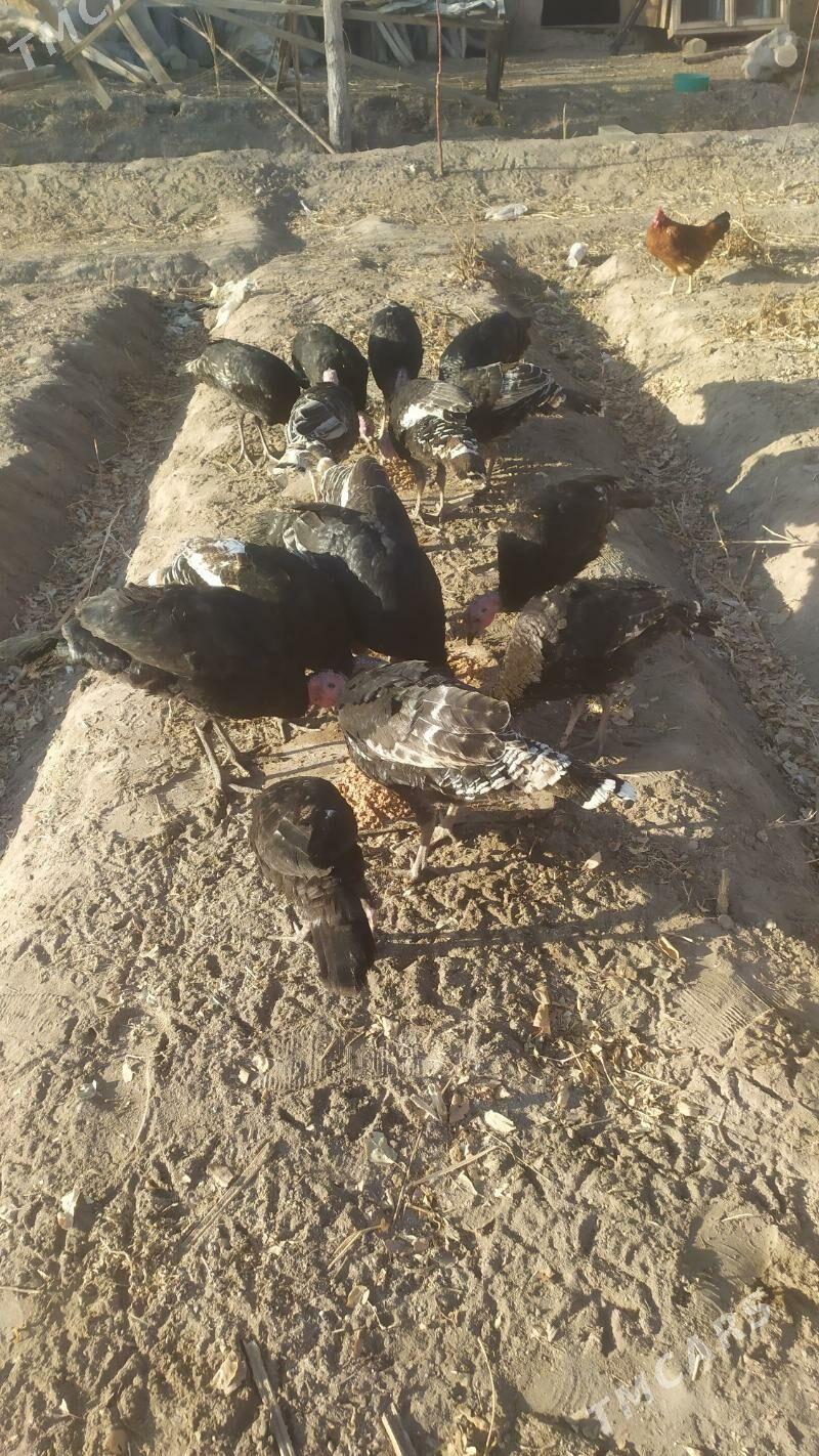 ündük - Губадаг - img 3