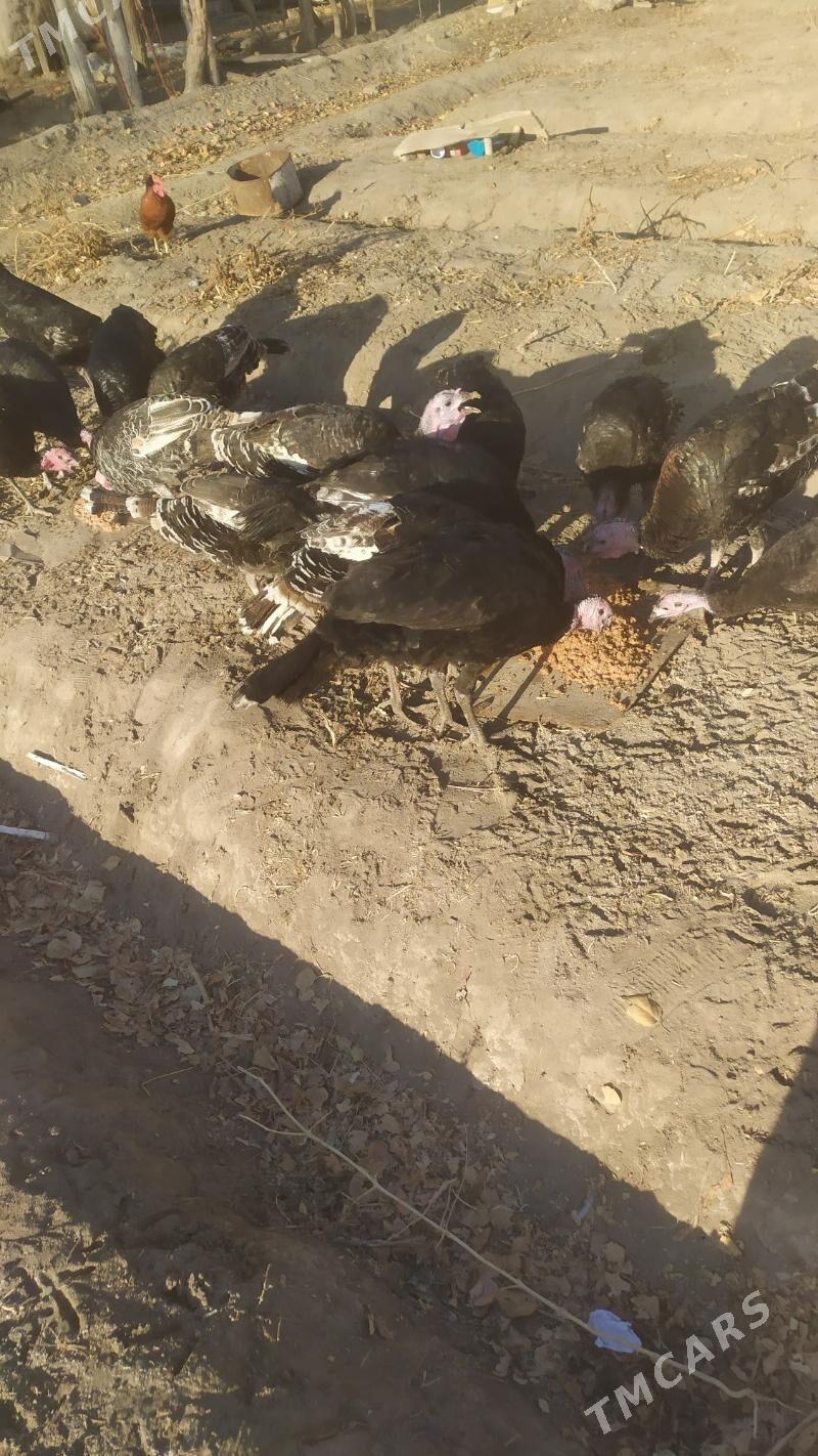 ündük - Губадаг - img 4