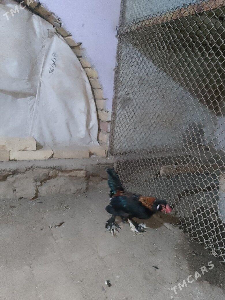 karlik horaz - Kerki - img 2