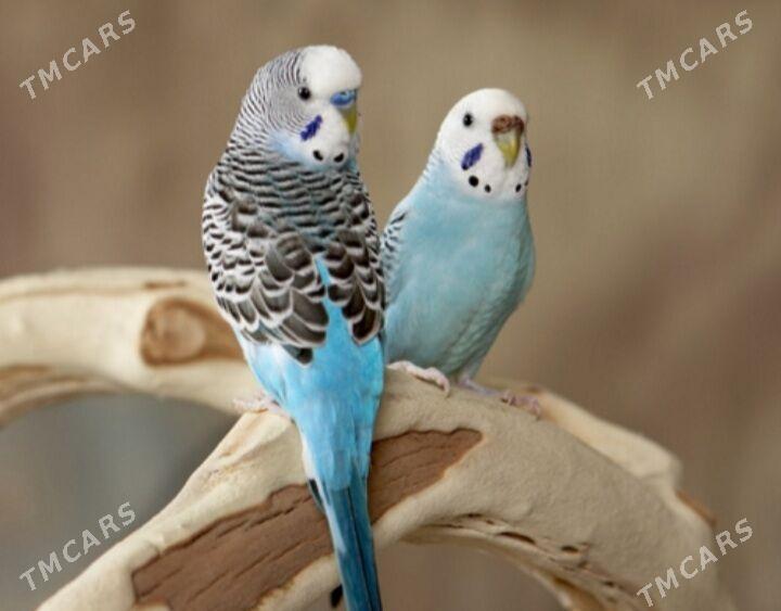 popugay gus volnisdy - Ашхабад - img 1