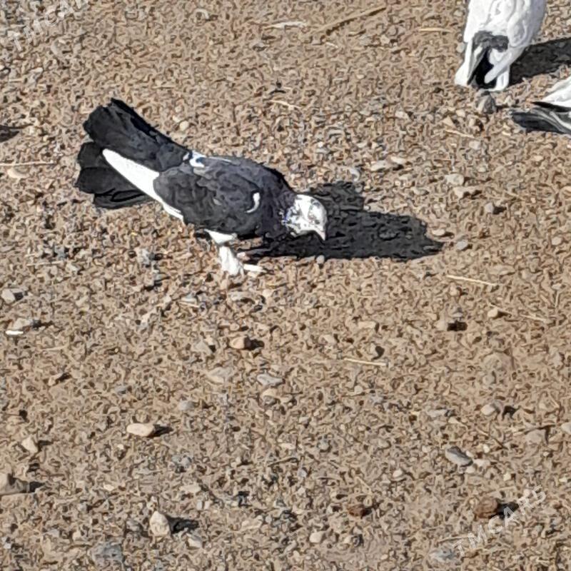 kepderi - Gyzylarbat - img 2