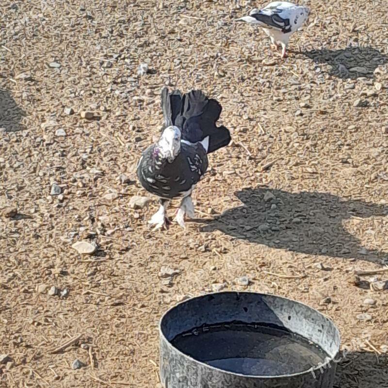 kepderi - Gyzylarbat - img 3