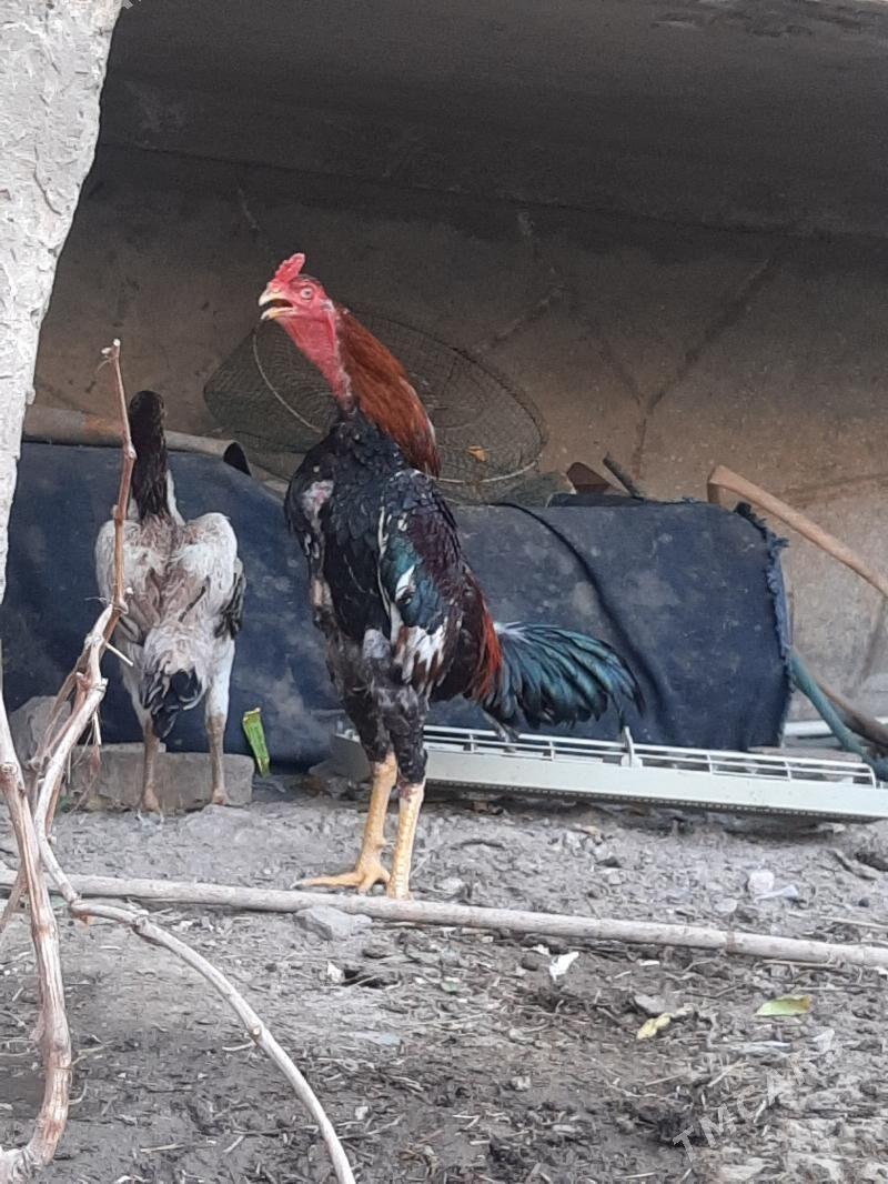 horaz - Seýdi - img 3