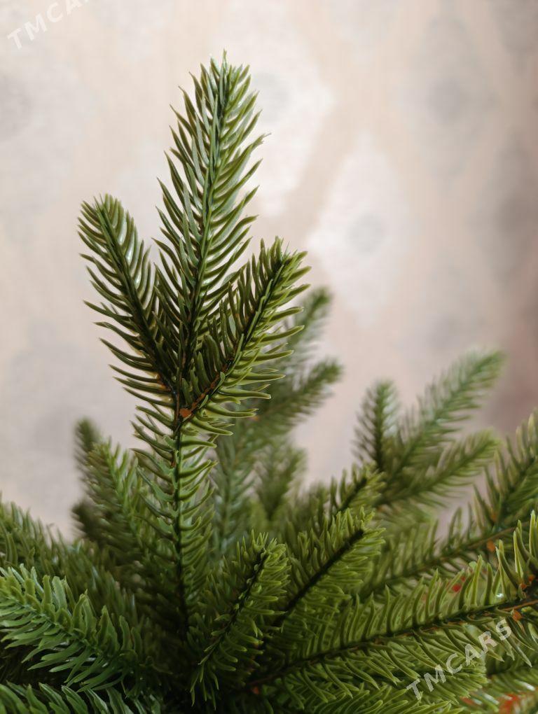 Yolka - Mary - img 5