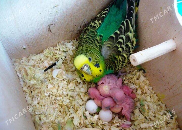 popugay gus setka kletka - Ашхабад - img 4