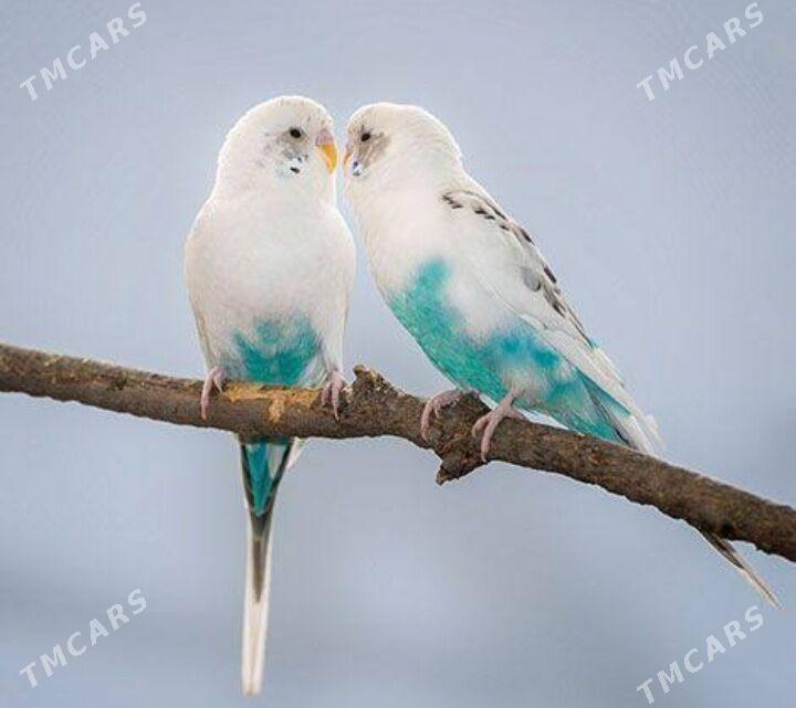 popugay gus setka kletka - Ашхабад - img 2