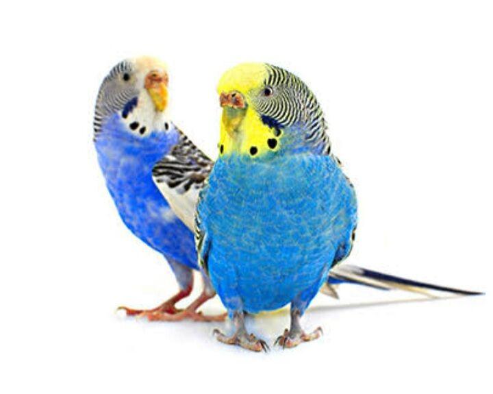 popugay gus setka kletka - Ашхабад - img 1